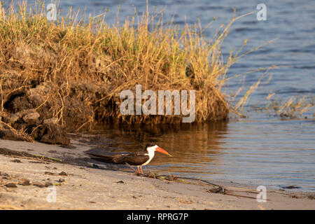 African Skimmer (Rynchops flavirostris), am Ufer des Flusses gelegen, Chobe National Park in Botswana Stockfoto
