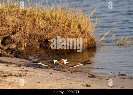African Skimmer (Rynchops flavirostris), am Ufer des Flusses gelegen, Chobe National Park in Botswana Stockfoto