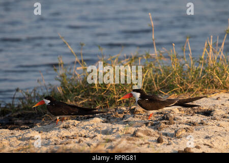 African Skimmer (Rynchops flavirostris), am Ufer des Flusses gelegen, Chobe National Park in Botswana Stockfoto