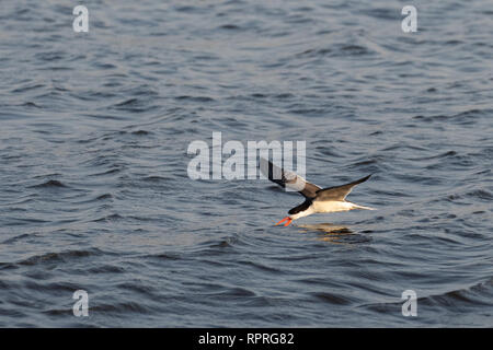 African Skimmer (Rynchops flavirostris) skimming im Flug, Chobe National Park in Botswana Stockfoto