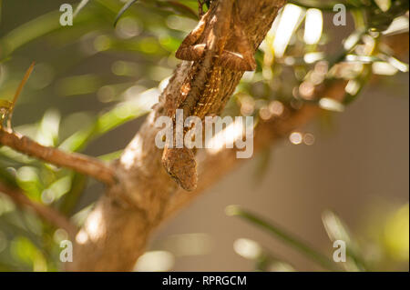 Braun (Bahaman) Anole Eidechsen erklimmen einen kleinen Baum in der Nähe von Häusern in Hollywood, Florida. Sie konkurrieren mit native Green Anoles für Nische Platz. Stockfoto