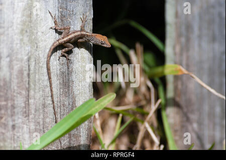 Anole Eidechse in natürlichen Lebensraum in der Nähe von Häusern in Hollywood, Florida. Braun (Bahaman) Anoles konkurrieren mit nativen Carolina Anoles für Nische Platz. Stockfoto