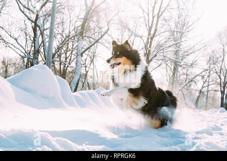 Lustig Junge Shetland Sheepdog, Sheltie, Collie schnell im Freien in Snowy Park läuft. Verspieltes Haustier im Winter Wald Stockfoto