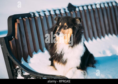 Shetland Sheepdog, Sheltie, Collie sitzt auf der Bank im Freien In schneereichen Winter Park Stockfoto