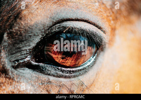 Nahaufnahme des Arabischen Bay Horse Stockfoto