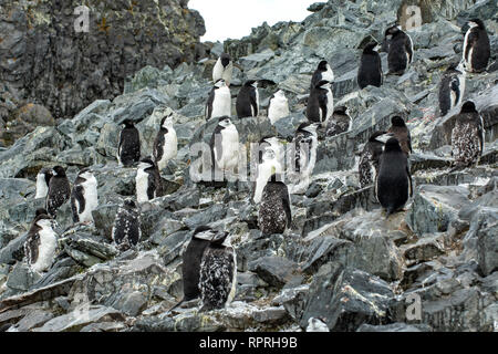Kolonie von Pinguinen, Kinnriemen Pygoscelis antarctica im Half Moon Island Stockfoto