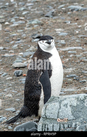 Zügelpinguin, Pygoscelis antarctica im Half Moon Island Stockfoto