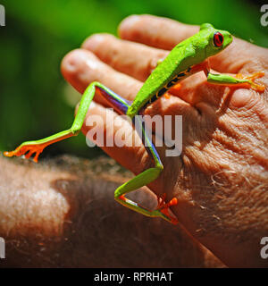 Eine Red Eyed Tree Frog oder Gaudy Leaf Frog (Agalychnis Callidryas) auf eine menschliche Hand im Nationalpark Tortuguero in Costa Rica. Stockfoto