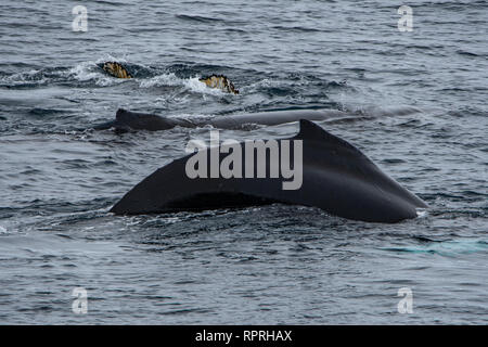 Drei Buckelwale, Megaptera novaeangliae in Charlotte Harbour, Antarktische Halbinsel Stockfoto