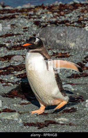 Gentoo Pinguin, Pygoscelis papua auf D'Hainaut Insel, Mikkelsen Hafen Stockfoto