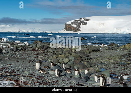 Gentoo Penguins, Pygoscelis papua auf D'Hainaut Insel, Mikkelsen Hafen Stockfoto