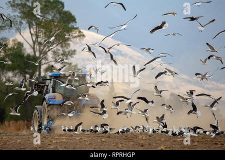 Sheffield, Canterbury, Neuseeland, 23. Februar 2019: Eine riesige Herde von Möwen um ein Landwirt fliegen pflügen ein Feld, das die Würmer, die ausgesetzt sind, zu Essen Stockfoto