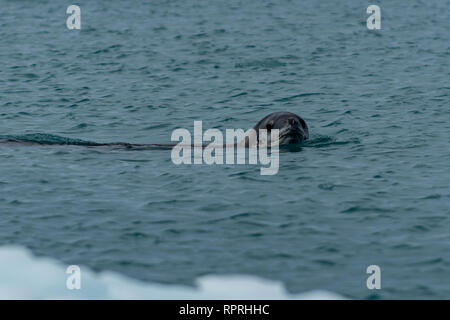 Hydrurga leptonyx Seeleopard, im aktiven Sound Stockfoto