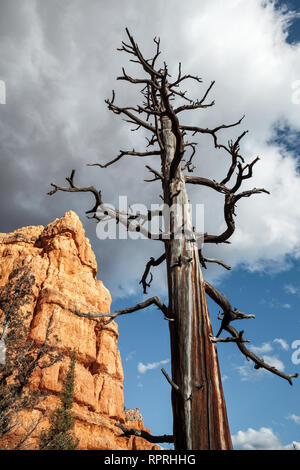 Einen alten Baum in Stein Wüste in der Nähe von Red Canyon in Utah, USA Stockfoto