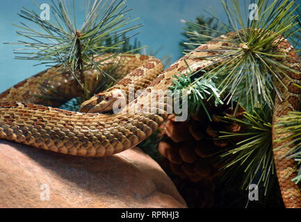 Dusky Klapperschlange Stockfoto