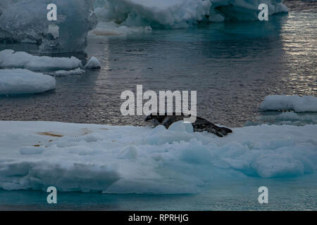 Leptonychotes weddelli Weddell Dichtung auf Eisscholle in der Antarktis Sound Stockfoto