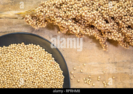 Glutenfreie weißen Sorghum Getreide auf einem pbalc Platte und ein Cluster von Samen Stockfoto