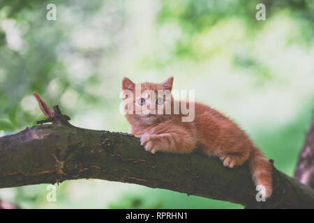 Kleine rote Kätzchen heimlich auf den Baum im Garten Stockfoto