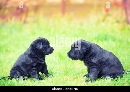 Zwei lustige Labrador Retriever Welpen bei jedem anderen suchen. Hunde spielen auf dem Rasen im Garten Stockfoto