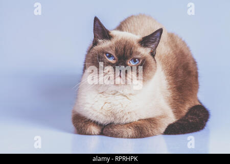 Porträt des Colourpoint Britisch Kurzhaar Katze Stockfoto