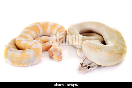 Royal pythons vor weißem Hintergrund Stockfoto
