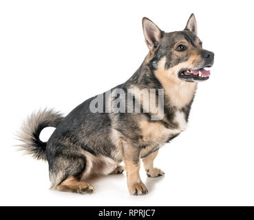 Schwedischer Vallhund vor weißem Hintergrund Stockfoto