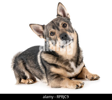 Schwedischer Vallhund vor weißem Hintergrund Stockfoto