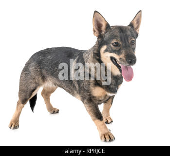 Schwedischer Vallhund vor weißem Hintergrund Stockfoto