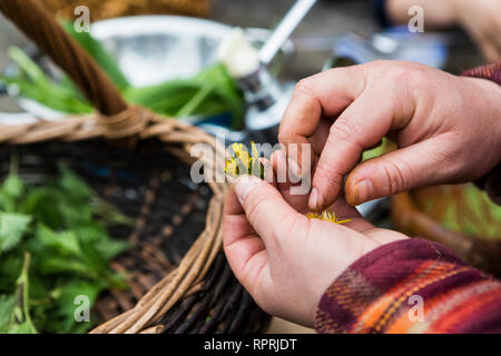 Hat essbare Pflanzen in Sussex, UK Stockfoto