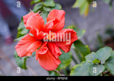 Eine Chaba Blume (Hibiscus rosa-sinensis) chinesische Rose, rote Farbe, blühende beim morgendlichen Sonnenlicht. Im tropischen Garten im grünen Hintergrund. Mit Kopieren Stockfoto