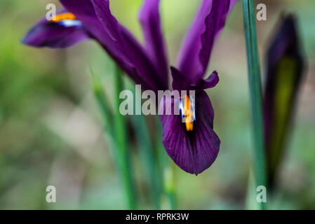 Eine violette Netzlilie (Iris reticulata) Stockfoto