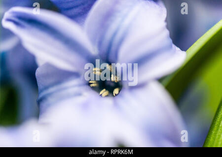 Eine Nahaufnahme einer hyazinthe 'Delft Blue' (Hyacinthus orientalis 'Delft Blue') Stockfoto