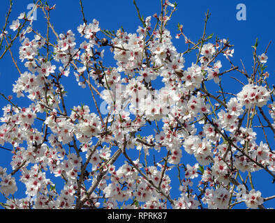 Mandelblüte Stockfoto