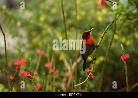 Roter Kolibri ruht auf der Filiale verkleidet mit roten Blumen in Singapur Botanischen Gärten Stockfoto