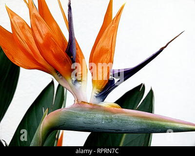 Nahaufnahme einer paradiesvogel Blume und grüne Blätter Stockfoto
