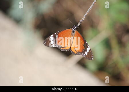 Afrikanischer Monarch (Danaus chrysippus), in der Nähe von Orosei, Sardinien, Italien Stockfoto