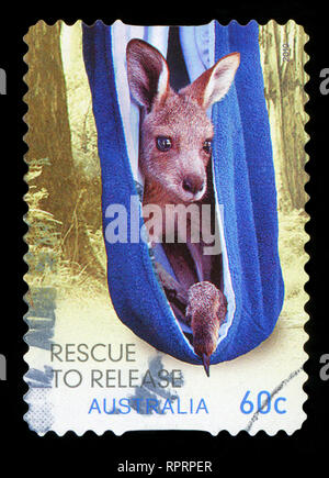 Australien - ca. 2010: einen Stempel in Australien gedruckt, zeigt Kangaroo in ein Handtuch in die Tasche wie seine Mutter gerettet klemmt, circa 2010. Stockfoto