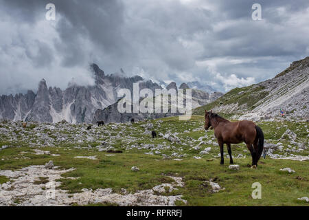 Pferde grasen frei in eine grüne Wiese vor dem Hintergrund der dramatischen Gipfel der Dolomiten Stockfoto