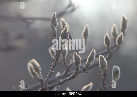 Botschafter des Frühlings: Geschlossene Magnolienknospen am Magnolienzweig. Gegen das Licht geschossen. Stockfoto