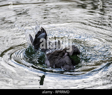 Amerikanische Blässhuhn (Fulica americana) Tauchen an der Unterseite eines Franklin Canyon Teich in Los Angeles, CA. Stockfoto