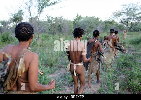 Buschmänner der San Leute Wurzeln für Nahrung und das Holz für das Feuer in der Kalahari Wüste, Namibia, Afrika Stockfoto