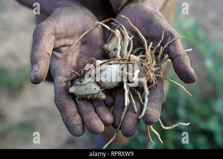 Buschmänner der San Menschen mit Wurzeln in Händen, während herauf Wurzeln für Essen in der Kalahari Wüste, Namibia, Afrika Stockfoto