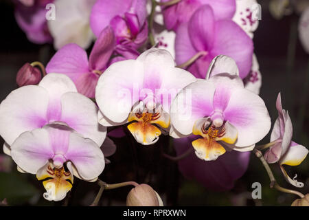 Pink Orchid hautnah Stockfoto