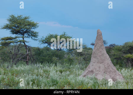 Nahaufnahme der termite Damm Ant Hill im Okavango Delta, Afrika Stockfoto