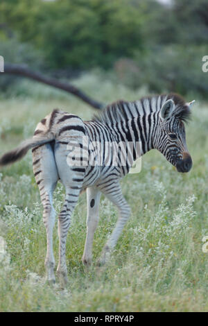 Nahaufnahme von Zebra Drehung bei der Fotografen zu suchen Stockfoto