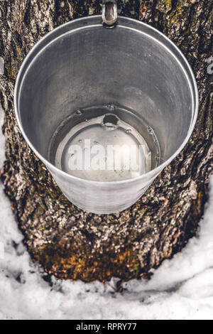 Eimer aus Metall auf einem Baum gefüllt mit Maple sap. Ahornsirup Produktion. Stockfoto