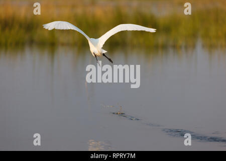 Der kleine Egret, Egretta garzetta, ein kleiner weißer Reiher, der aus dem Wasser absteigt Stockfoto