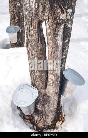 Frühling in Quebec, Kanada. Die Herstellung von Ahornsirup in traditioneller Weise. Sammeln von Bäumen sap. Stockfoto