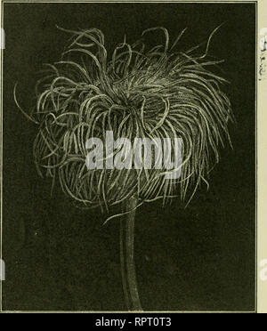 . Alpen-Flora: Westalpen. Berg pflanzen. Fruchtkopfchen von Anemone Alpina. (Tafel 5). Bitte beachten Sie, dass diese Bilder sind von der gescannten Seite Bilder, die digital für die Lesbarkeit verbessert haben mögen - Färbung und Aussehen dieser Abbildungen können nicht perfekt dem Original ähneln. extrahiert. Senn, Gustav, 1875-1945; Kaftner, C. Heidelberg: C. Winter Stockfoto