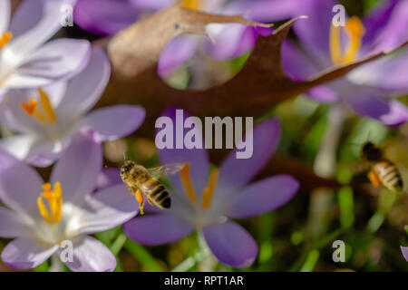 Bienen bestäuben Krokusse. In der Nähe von blühenden Krokusse Blumen an einem sonnigen Tag. Ansicht der Krokusse auf einer Wiese im Frühling. . Wachsende Crocus. Stockfoto